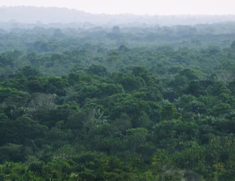 Dense rainforest canopy stretching to the horizon